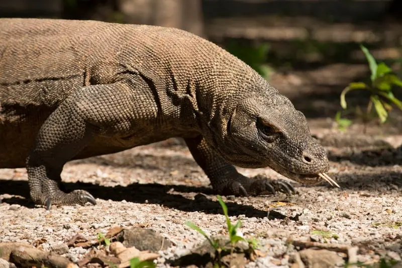 7 Datos curiosos saber sobre del Parque Nacional de Komodo
