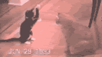 gifs nuevos y viejos