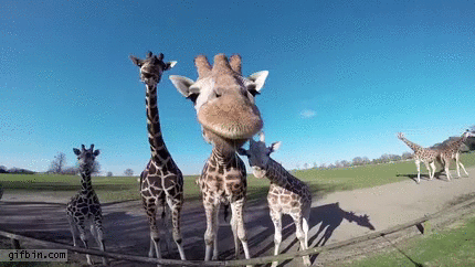 12 Gifs que la rompieron +10 si te da risa #20