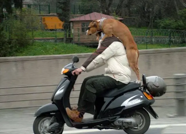 lince cosmico de las praderas
