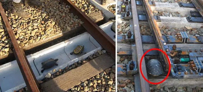 Cruces y puentes para animales Cruces y puentes para animales