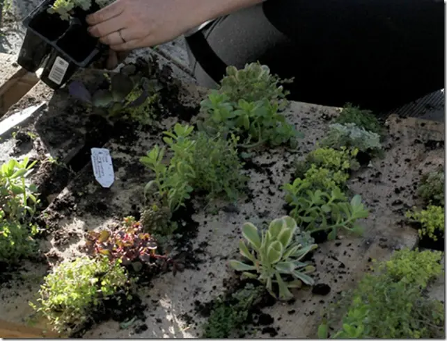 plantas