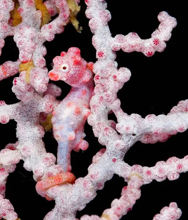 maestros en el arte del camuflaj maestros en el arte del camuflaj