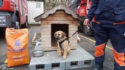 Bomberos sacan a un cachorrito que lleva 11 días en un pozo