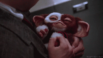 Gizmo, yo te banco!