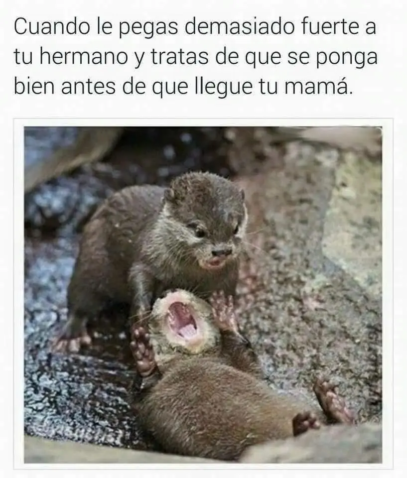 taringa taringa