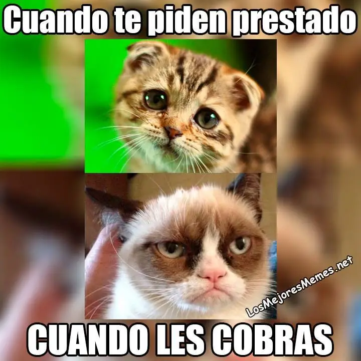 memes memes