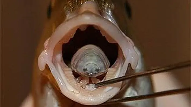 cymothoa exigua
