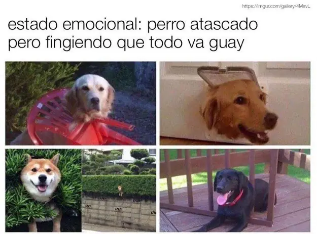 graciosas
