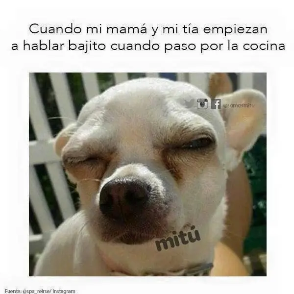 quinta quinta