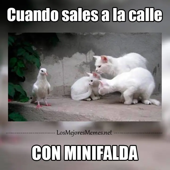 quinta quinta