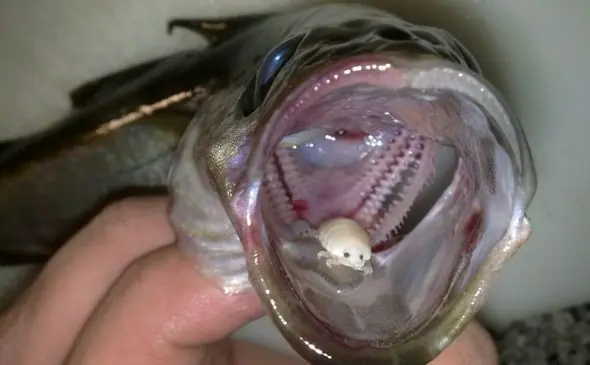 El horripilante parásito comelenguas