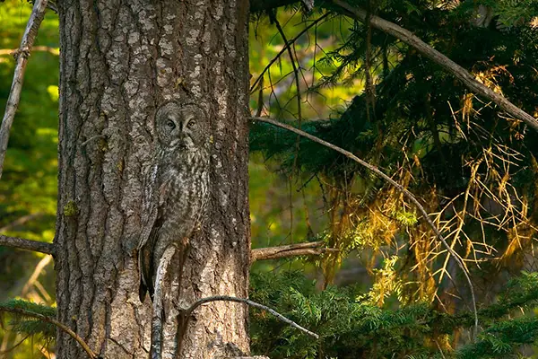 camuflaje camuflaje