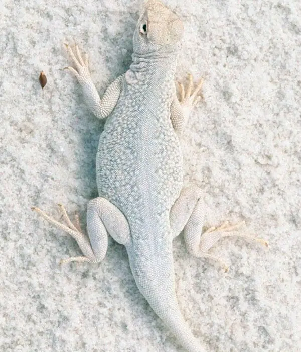 imagenes de animales imagenes de animales
