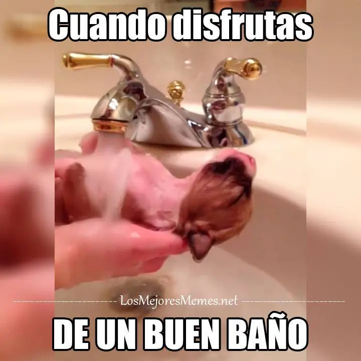 memes memes