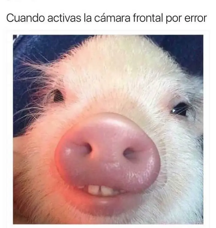 divertidas