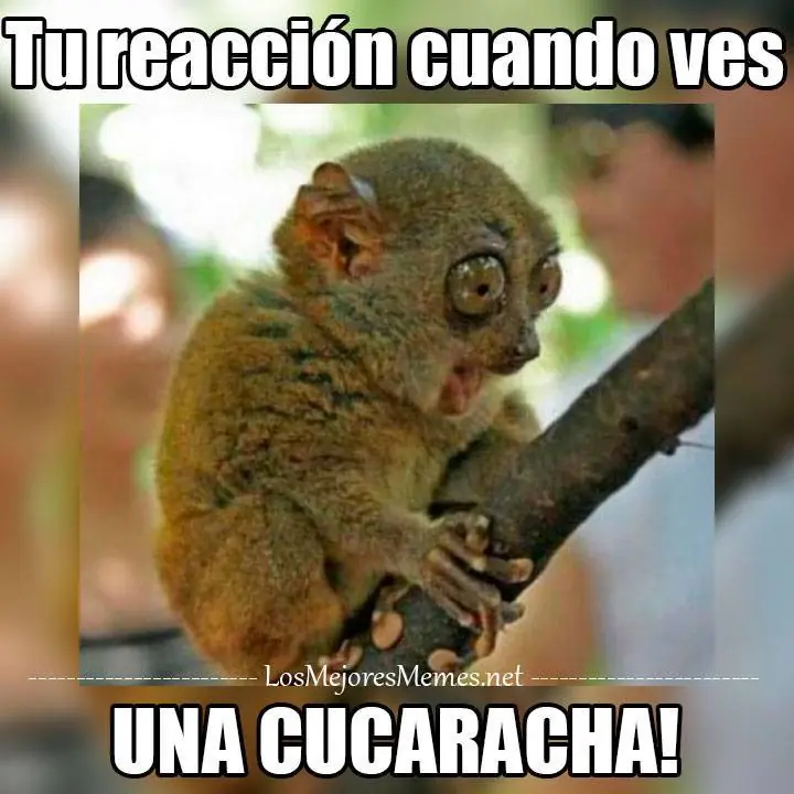 Recopilación de Memes (Parte V) +Yapa .-. Recopilación de Memes (Parte V) +Yapa .-.