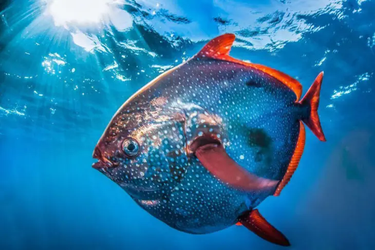 15 Extraños animales qué tampoco conocias