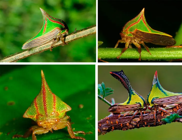 15 Extraños animales qué tampoco conocias