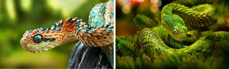 Animales