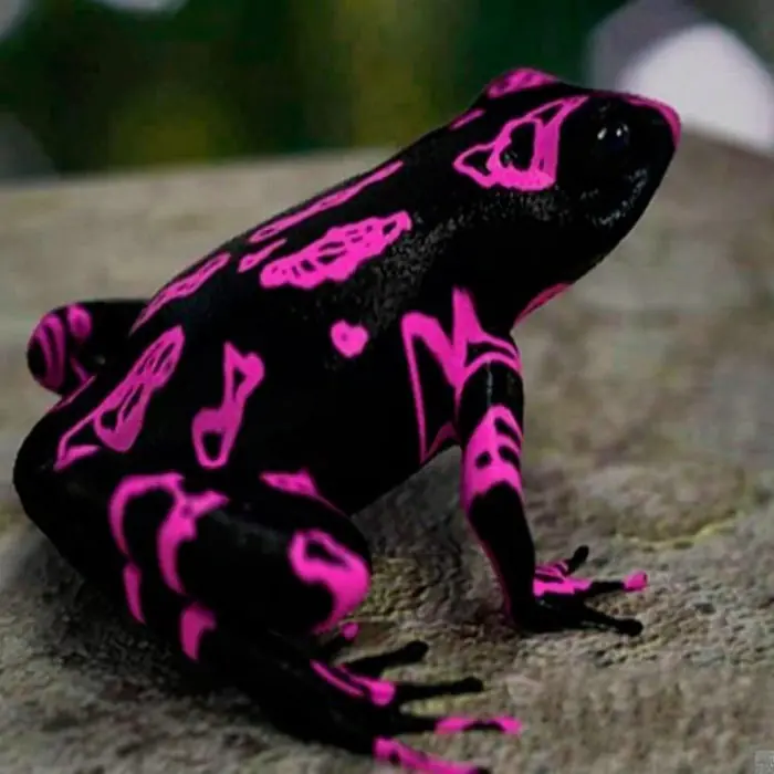 animal