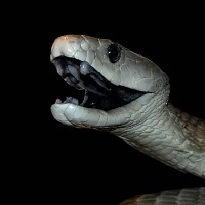 10 Serpientes mas venenosas del mundo