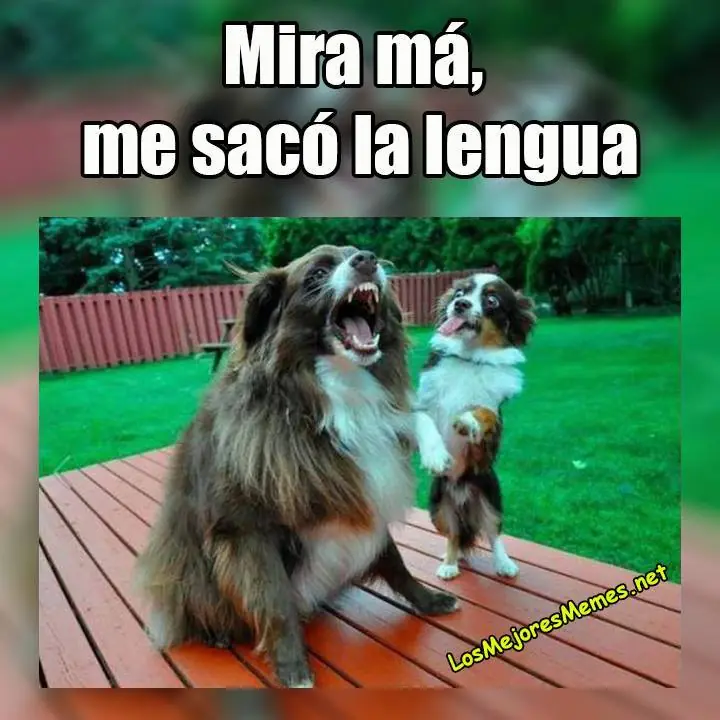 quinta quinta