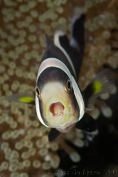 cymothoa exigua