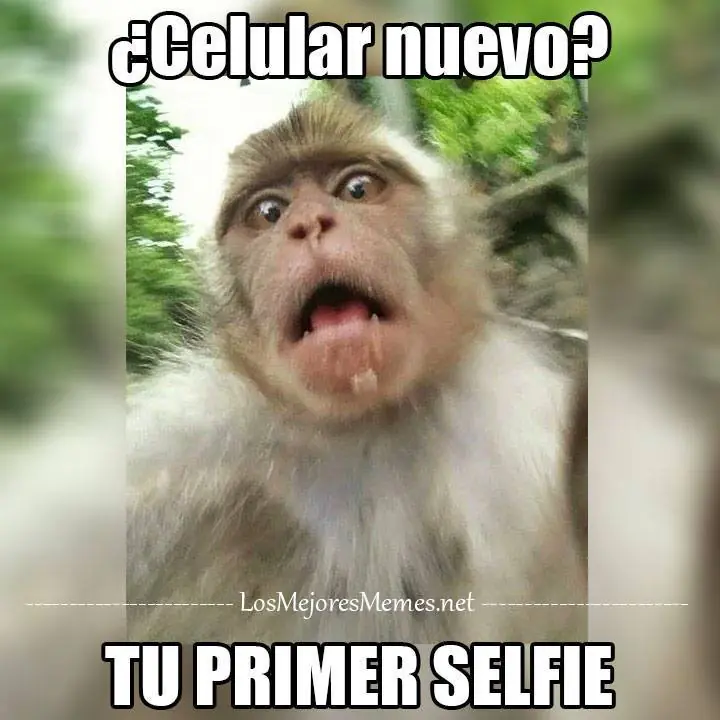 memes memes