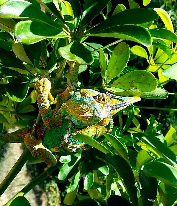 camuflaje camuflaje