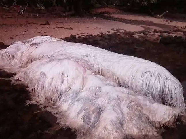criaturas desconocidas del mar