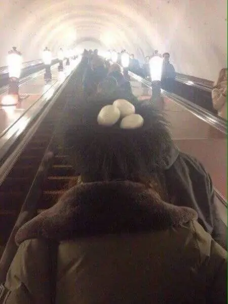 denunciado papu