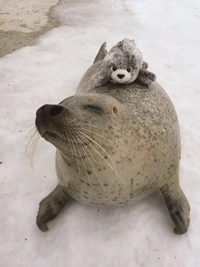 foca