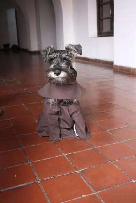 perrito