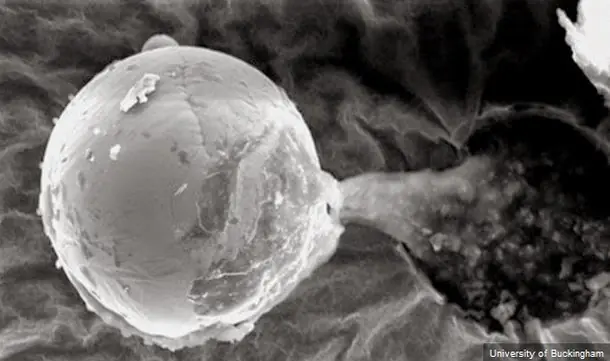 Cientifico asegura haber capturado microbios extraterrestre