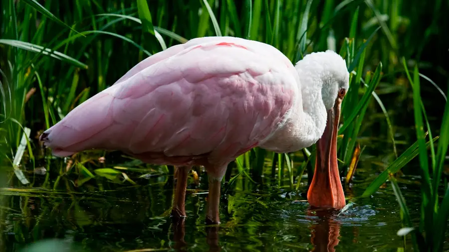 Hallan cuatro nuevas aves en un áreas amenazadas del mundo
