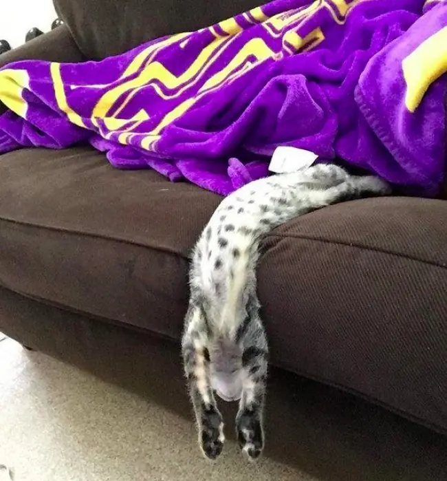 Prueba de que los gatos son un liquido
