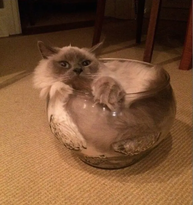 gatos graciosos