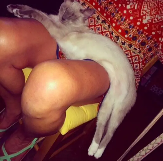 felinos