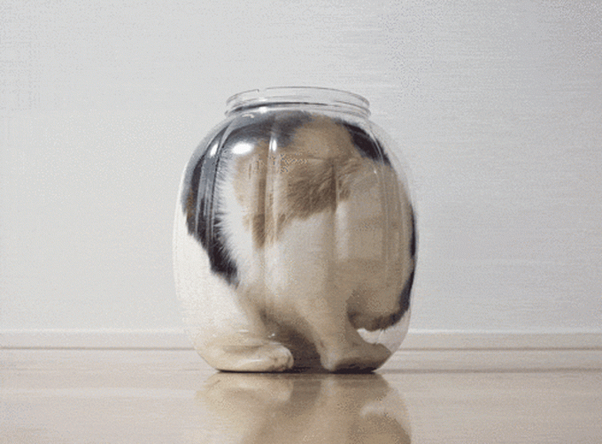 Prueba de que los gatos son un liquido