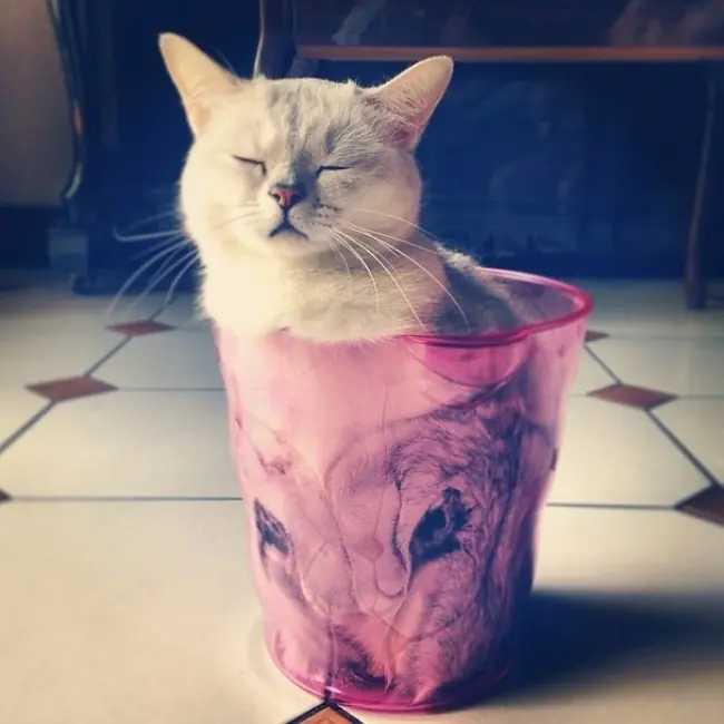 felinos