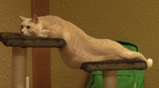 gatos