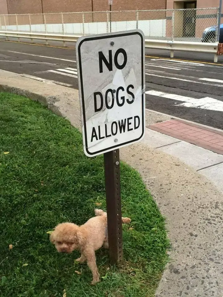 humor