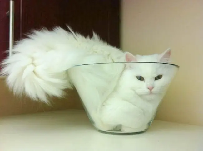 gatos graciosos