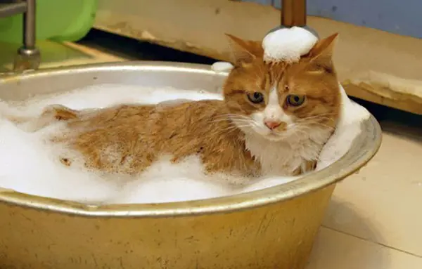 Hay gatos que les guata el agua!!mira.