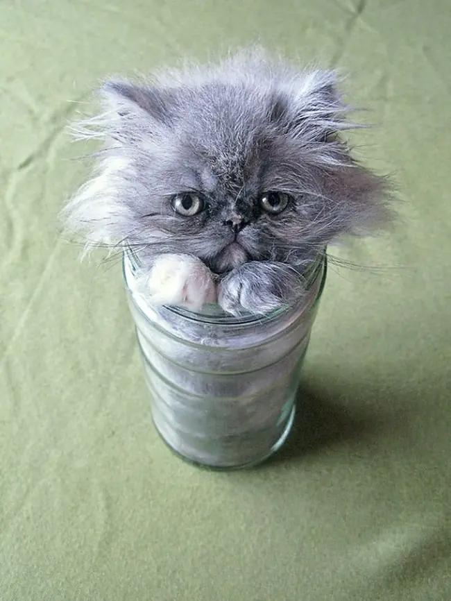 felinos