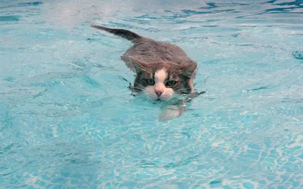 Hay gatos que les guata el agua!!mira.