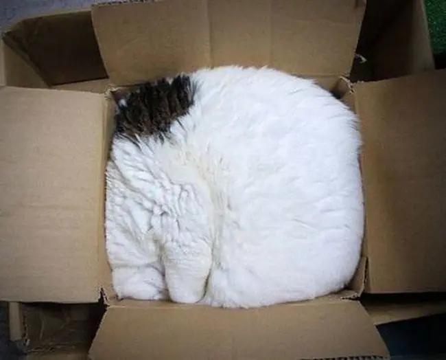 Prueba de que los gatos son un liquido