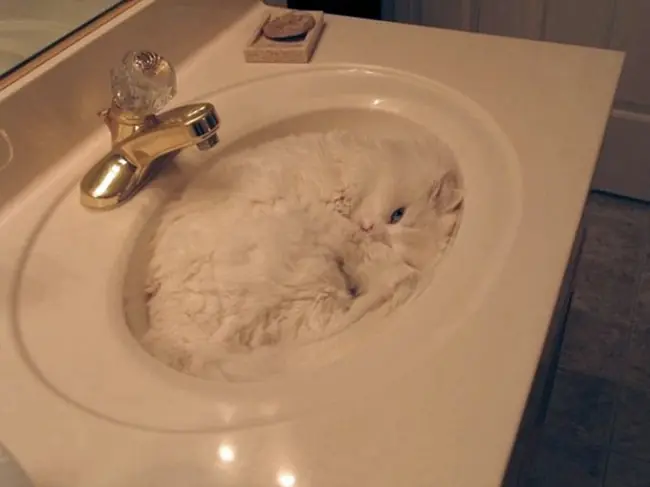 gatos