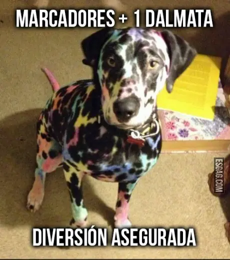 fotos graciosas